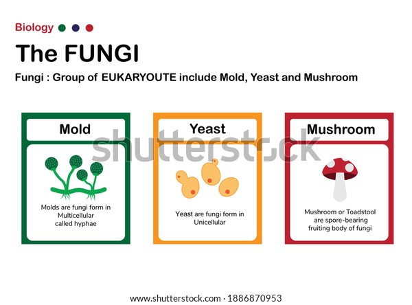 Fungi Microbiology Diagram Show Type Fungi Stock Vector Royalty Free 1886870953 Shutterstock 3886
