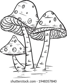 Fungi or fungi are plants that do not have chlorophyll so they are heterotrophic.