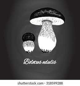 Fungo porcino mushroom vector Black and white kitchen art, Kitchen decor, rustic background, Italian cooking ingredients, Forest, nature theme hand drawn sketch on blackboard background Boletus edulis