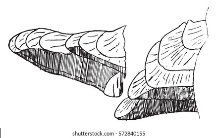 The fungus red, Polyporus ponderosus, vintage engraved illustration.
