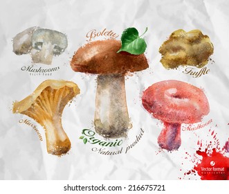 Fungus. Vector format