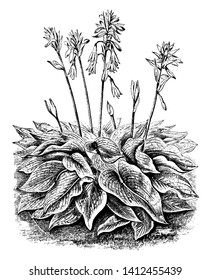 Funkia Sieboldiana called as Funkia as shown in picture that leaf are growing in downside of plant whereas flower are blooming upside, vintage line drawing or engraving illustration.