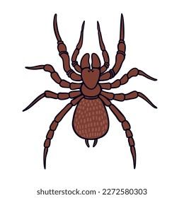 Funnel web Aussie arachnid color vector character. Upper view figure. Full body spider on white. Simple cartoon style illustration