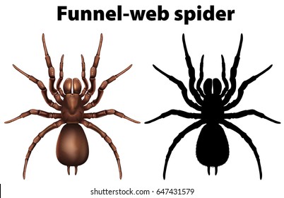 Funnel web spider in silhouette and colored illustration