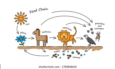 food web with labels drawing