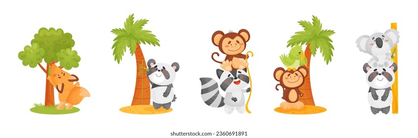 Funny Animals Measuring and Comparing Heights Vector Set