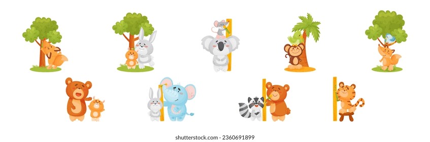 Funny Animals Measuring and Comparing Heights Vector Set