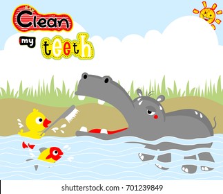 Funny animals in river, little duck brushing hippo's teeth, vector cartoon illustration