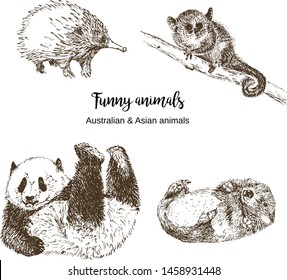 Funny australian and asian animals vector illustration. Lemur lori and panda, wombat and echidna. Exotic forests and zoo, hand drawn sketch. Cute animals and lettering drawning.