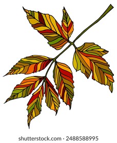 Funny autumn leaves doodle, yellow and red leaf, fall season maple and oak falling leaves. Hand drawn tree leaf shapes isolated for kid education or fall concept. Black outline of leaves with veins.