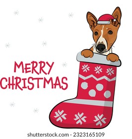 Funny Basenji dog with paws in Christmas stocking. Funny holiday greeting card with a cute dog head. New year postcard. Winter gift, pet in socks, cute X-mas design with a favorite pet in a hat.  