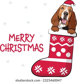 Funny basset hound dog with paws in Christmas stocking. Funny holiday greeting card with a cute dog head. New year postcard. Winter gift, pet in socks, cute X-mas design with a favorite pet in a hat. 