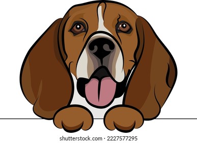 Funny Beagle dog with paws over white wall, pocket vector illustration. Funny hunting dog smiling. Cute dog head on a white background. Hand-drawn mascot.
