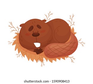 Funny Beaver Sleeping Curling Up on the Grass Vector Illustration