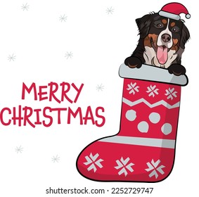 Der lustige Berner Berg Hund mit Pfoten in Weihnachtsbesatz. Schöne Urlaubskarte mit süßem Hundekopf. Neujahr Postkarte. Wintergeschenk, Haustier in Socken, süßes X-mas-Design mit Berner Sennenhund.