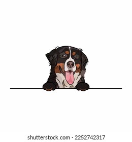 Funny Bernese Mountain Hund mit Pfoten auf weißer Wand, Taschen, Vektorgrafik. Der lustige große Hund lächelt mit Pfoten. Hundehupe mit Zunge auf weißem Hintergrund. Handgezeichnetes Maskottchen. Berner Sennenhund