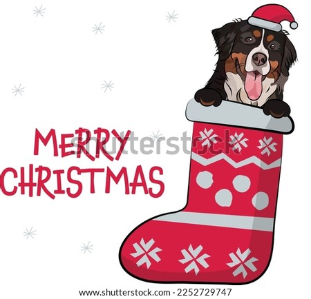 Funny Bernese Mountain dog with paws in Christmas stocking. Funny holiday greeting card with a cute dog head. New year postcard. Winter gift, pet in socks, cute X-mas design with Berner Sennenhund.