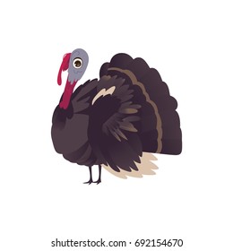 Funny big farm hen turkey, cartoon vector illustration isolated on white background. Cartoon style turkey character, Thanksgiving Day symbol