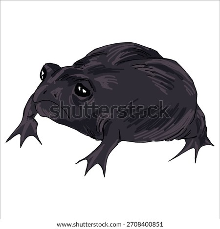 Funny Black rain frog. Breviceps fuscus. Colorful, vector illustration. Picturesque. Unique stylization. Print on sketchbooks, stickers, postcards, cups, clothes, posters. Biologic. For frog lovers.