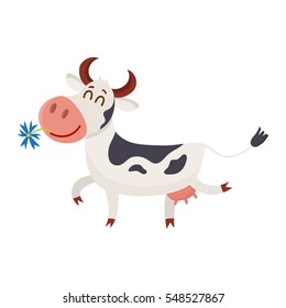 Funny black white spotted cow walking with eyes closed and daisy flower in mouth, cartoon vector illustration isolated on white background. Funny cow holding daisy in mouth, dairy farm concept