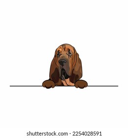 Funny Bloodhound dog with paws over white wall, pocket vector illustration. Funny big dog smiling with paws. Cute dog head with tongue on a white background. Hand-drawn mascot.