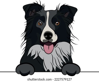 Funny Border collie dog with paws over white wall, pocket vector illustration. Funny dog smiling. Cute dog head on a white background. Hand-drawn mascot.