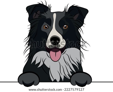 Funny Border collie dog with paws over white wall, pocket vector illustration. Funny dog smiling. Cute dog head on a white background. Hand-drawn mascot.