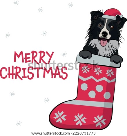 Funny Border collie dog with paws in Christmas stocking. Funny holiday greeting card with a cute dog head. New year postcard. Winter gift, pet in socks, cute X-mas design with a favorite pet in a hat.