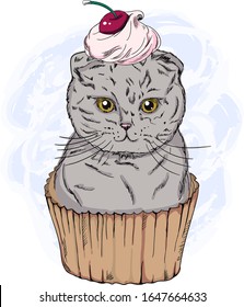 Funny british fold cat sitting in cupcake. 