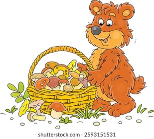 Funny brown bear mushroomer with a big wicker basket full of picked mushrooms from a summer forest, vector cartoon illustration isolated on a white background