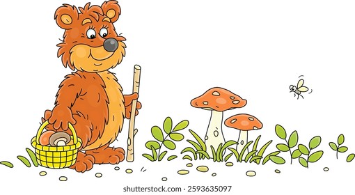 Funny brown bear mushroomer with a wicker basket walking through a summer forest glade and picking mushrooms among green grass and branches, vector cartoon illustration isolated on a white background