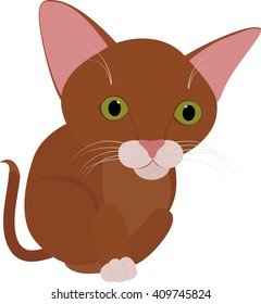 Funny brown cat with big green eyes isolated on white 