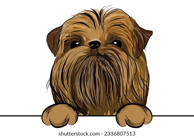 Funny brussels griffon with paws in a pocket, vector illustration. Cute dog head with paws on a white background, isolated logo. Hand-drawn mascot. Funny dog muzzle looking over a white wall.