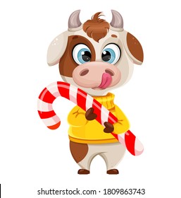 Funny bull holding big candy cane. Cute bull cartoon character in sweater, the symbol of Chinese New Year 2021. Usable for Christmas. Vector illustration
