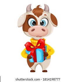 Funny bull holding gift box. Cute bull cartoon character in sweater, the symbol of Chinese New Year 2021. Usable for Christmas. Vector illustration