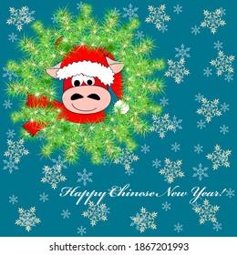 Funny bull in Santa hat and scarf looks out of the fir wreath. Symbol of Chinese New Year 2021. There is a place for the greeting text. Vector illustration. For Christmas and New Year cards etc.