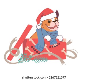 Funny bulldog in a santa claus hat peeks out of a box with a christmas present. Vector winter illustration a dog in a flat style on a white background