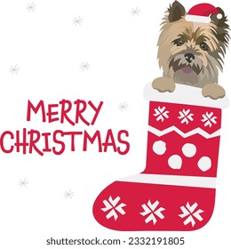 Funny Cairn Terrier in Christmas stocking. Funny holiday greeting card with a cute dog head with paws. New year postcard. Winter gift, pet in socks, cute X-mas design with a favorite pet in a hat. 