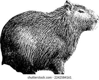 Funny Capybara Silhouette Vector Animal