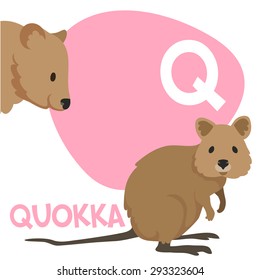 Funny cartoon animals vector alphabet letter for kids from A to Z. Q is Quokka. Vector illustration