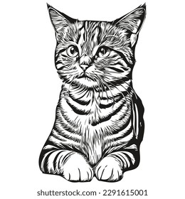 Funny cartoon Cat, line art illustration ink sketch kitten
