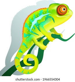 981 Shadow chameleon Images, Stock Photos & Vectors | Shutterstock