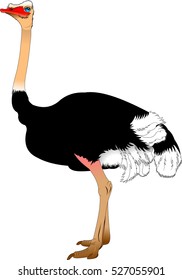 Funny cartoon ostrich isolated on white background vector illustration