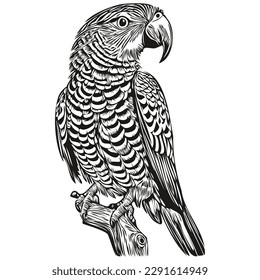 Funny cartoon parrot, line art illustration ink sketch parrots
