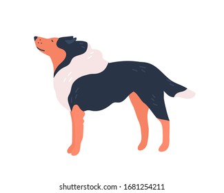 Funny cartoon purebred collie dog vector flat illustration. Elegant domestic cute animal character isolated on white background. Friendly pet breed with groomed fur side view