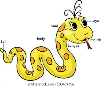 Funny cartoon snake. Vocabulary of body parts. Vector illustration.