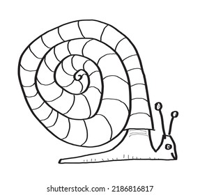 Funny, cartoon style snail animal, which is hand drawn (doodle style) vector drawing.