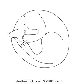 Funny cat is curled up, he is sleeping and has closed his eye with his paw. Vector illustration in the form of a single line isolated on a white background