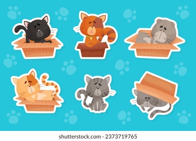 Funny Cat Domestic Pet Play with Cardboard Box Vector Set