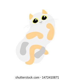 Funny cat lies on its back with its paws up. Friendly domestic pet